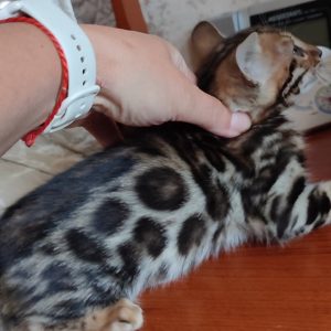 Тommy Bengal