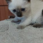 Blessing-male-thai-cat-for-sale01