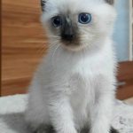 Blessing-male-thai-cat-for-sale02
