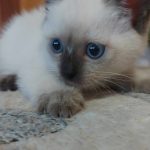 Blessing-male-thai-cat-for-sale03