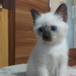 Blessing-male-thai-cat-for-sale04