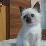 Blessing-male-thai-cat-for-sale05