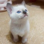 Bonita-female-thai-cat-for-sale03