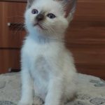 Bonita-female-thai-cat-for-sale04