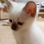 Bonita-female-thai-cat-for-sale06