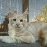 Ron Maine Coon