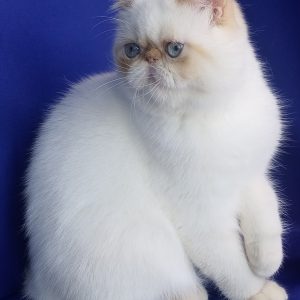 Lilly Exotic Shorthair