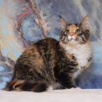 Eireen-female-maine-coon-cat-for-sale1