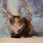 Eireen-female-maine-coon-cat-for-sale2