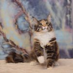 Eireen-female-maine-coon-cat-for-sale3