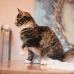 Eireen-female-maine-coon-cat-for-sale4