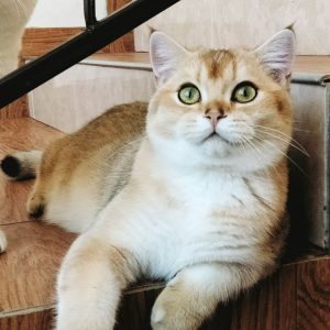 British shorthair sale colourpoint for sale