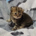 Shad-male-persian-cat-for-sale01