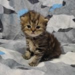 Shad-male-persian-cat-for-sale02