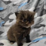Sharleen-female-persian-cat-for-sale01