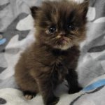 Sharleen-female-persian-cat-for-sale02