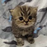 Shaw-male-persian-cat-for-sale02