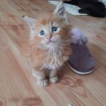 Cannon-male-maine-coon-kitten-for-sale01