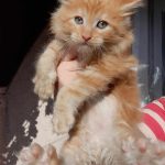 Cannon-male-maine-coon-kitten-for-sale02