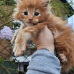 Cannon-male-maine-coon-kitten-for-sale03