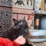 Cara-female-maine-coon-kitten-for-sale02