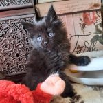 Cara-female-maine-coon-kitten-for-sale03