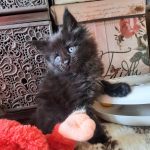 Cara-female-maine-coon-kitten-for-sale04