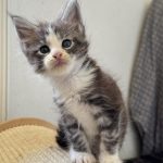 Owen-male-maine-coon-kitten-for-sale01