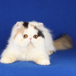 Cutie Persian