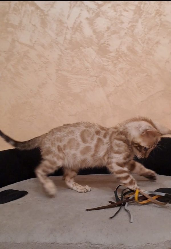 Silver Bengal