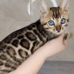 Chester Bengal