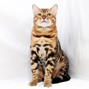 Carat Bengal