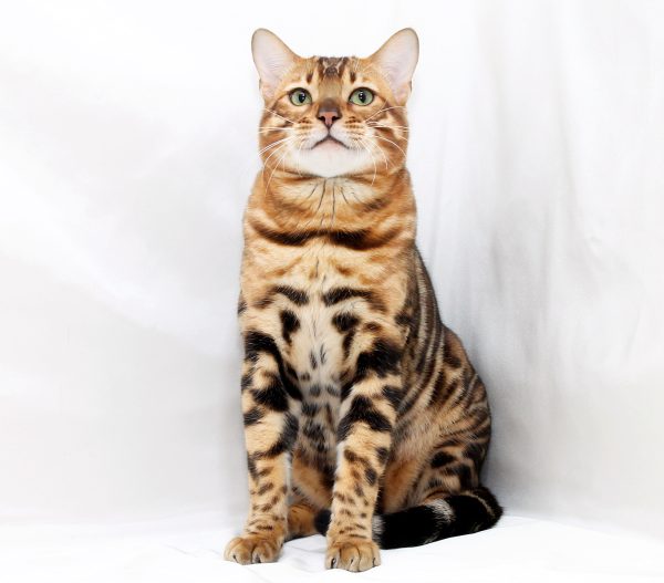 Carat Bengal
