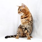 Carat-male-bengal-cat-puppy-for-sale-1 (2)