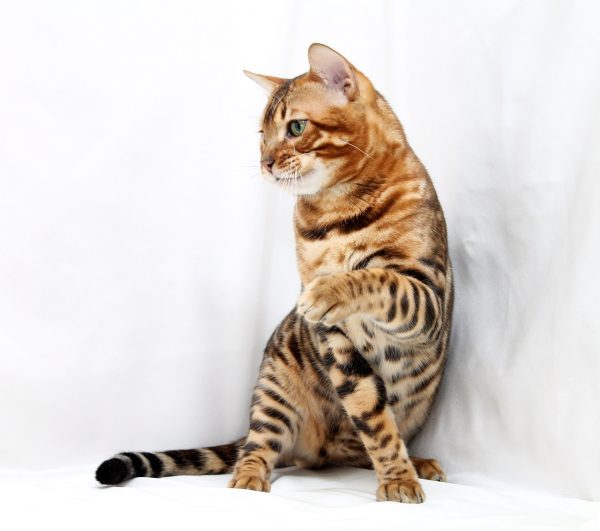 Carat Bengal