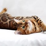 Carat-male-bengal-cat-puppy-for-sale-1 (3)