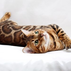 Carat Bengal