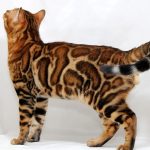 Carat-male-bengal-cat-puppy-for-sale-1 (4)