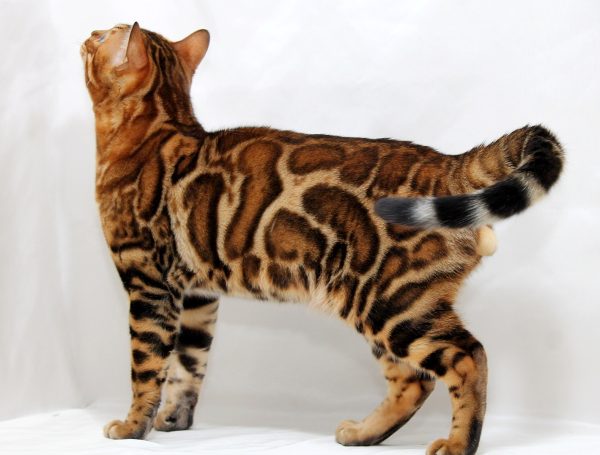 Carat Bengal