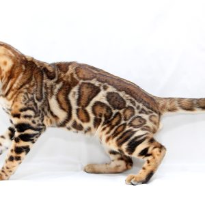 Hardy Bengal
