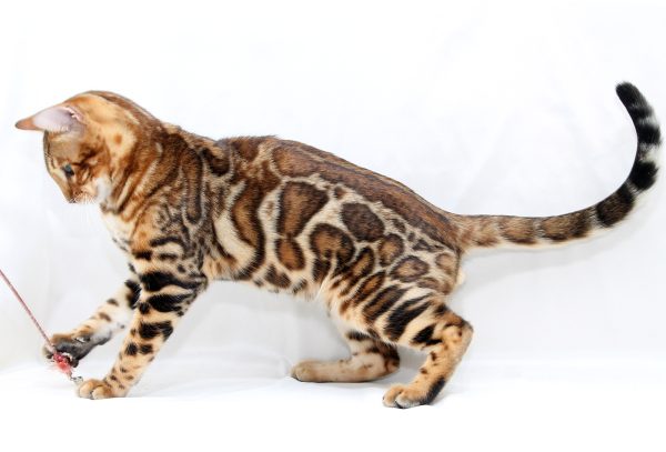 Hardy Bengal