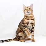 Hardy-male-bengal-cat-puppy-for-sale-1 (2)