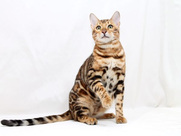 Hardy Bengal
