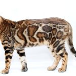 Hardy-male-bengal-cat-puppy-for-sale-1 (3)