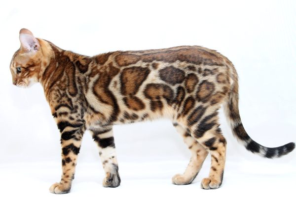 Hardy Bengal