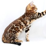 Hardy-male-bengal-cat-puppy-for-sale-1 (4)