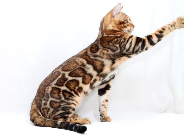 Hardy Bengal