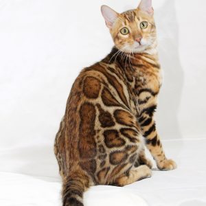 Hardy Bengal