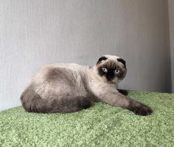 Vegas Scottish Fold