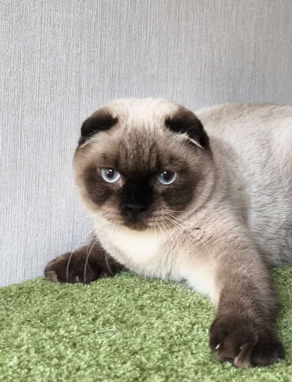 Vegas Scottish Fold